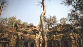 Roots of the trees cover the temples, Cambodia